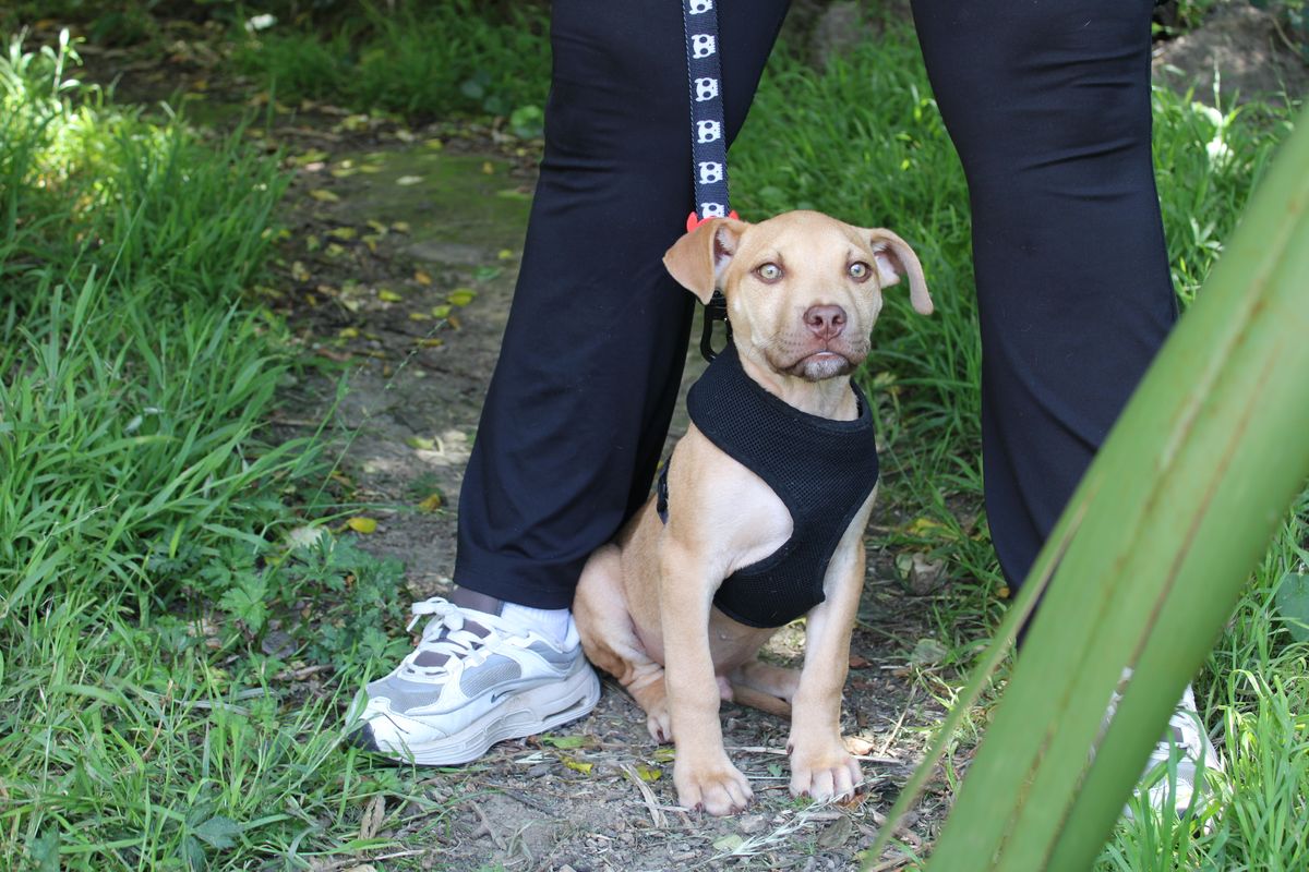 Gallery image: Boone 