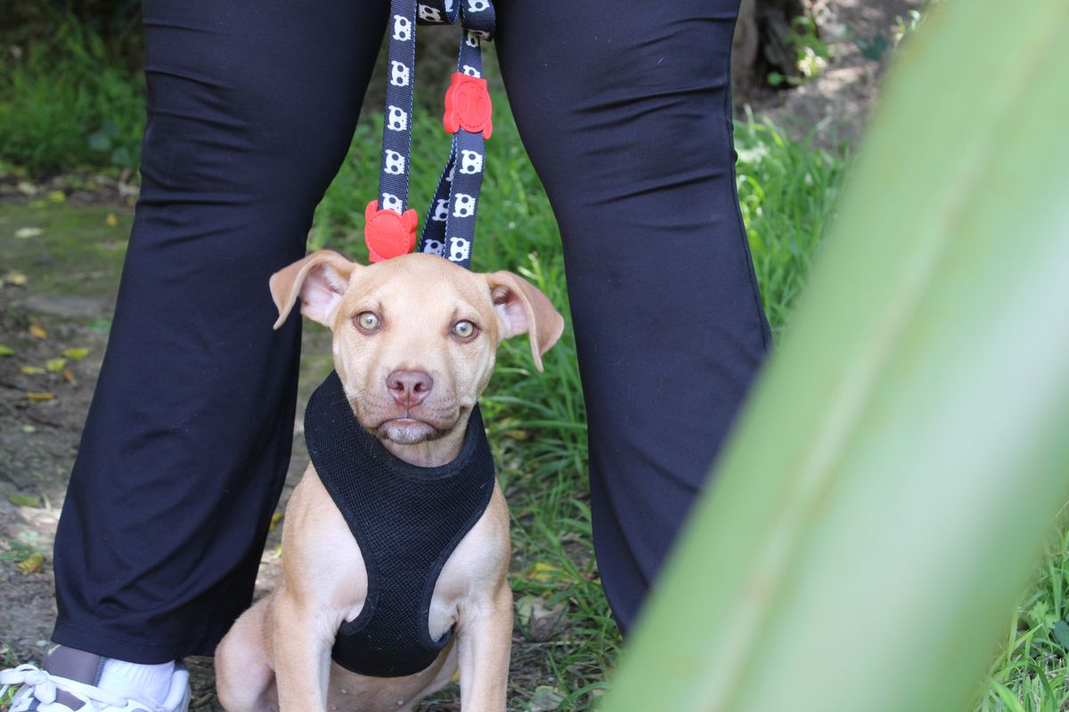 Gallery image: Boone 