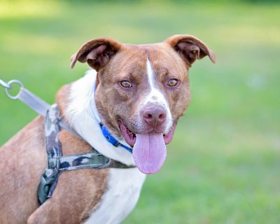 Hopper - Medium Cross Breed