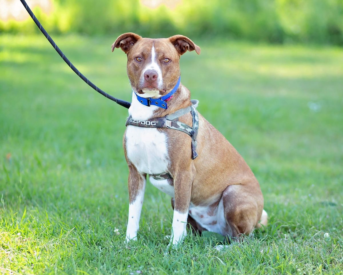 Gallery image: Hopper