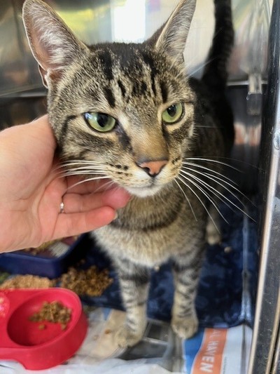 Baia - Domestic Short Hair