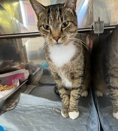 Jayjay - Domestic Short Hair