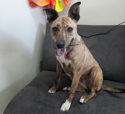 Lucy - Medium Cross Breed