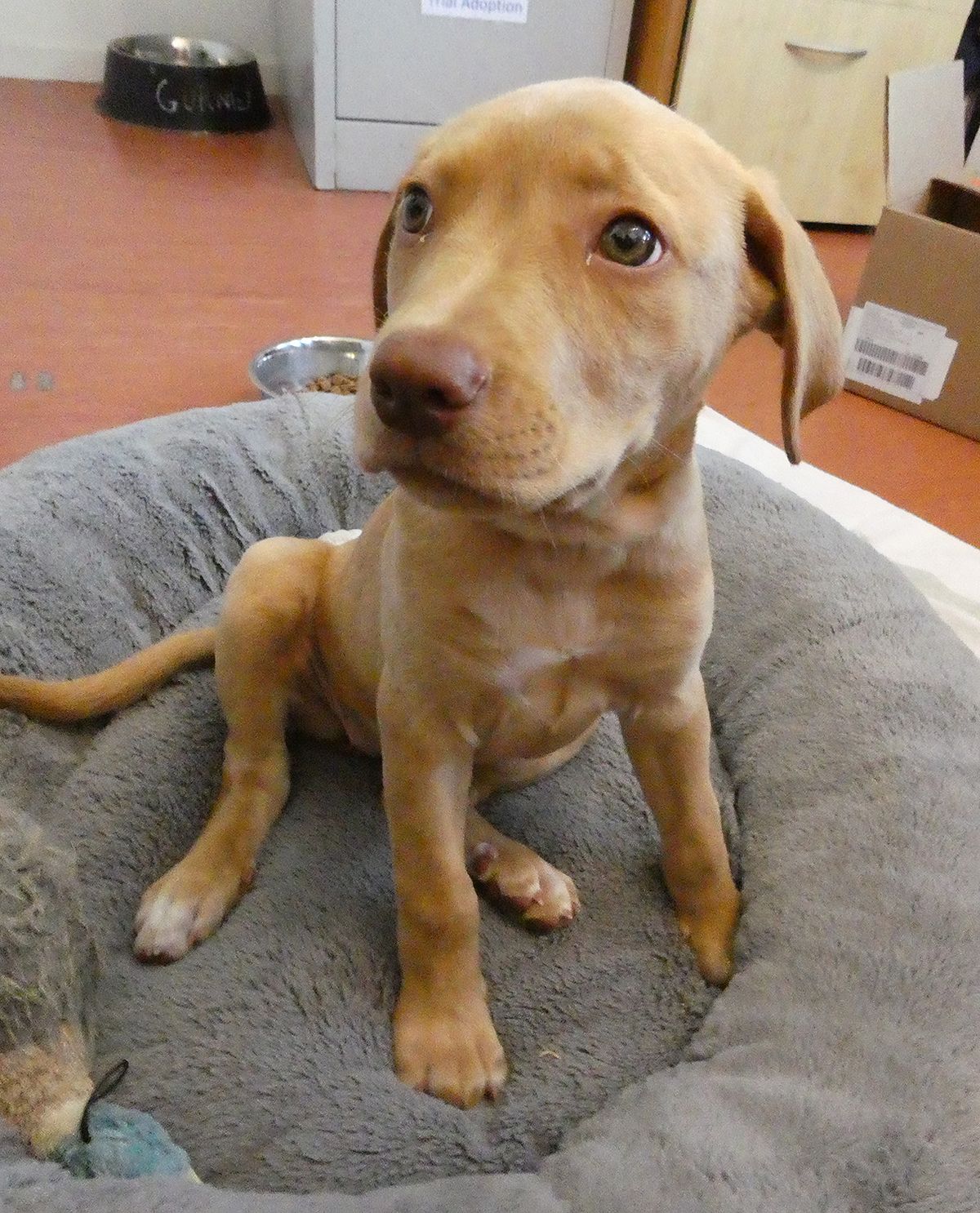 Gallery image: Capri