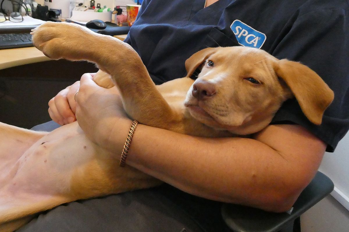 Gallery image: Capri