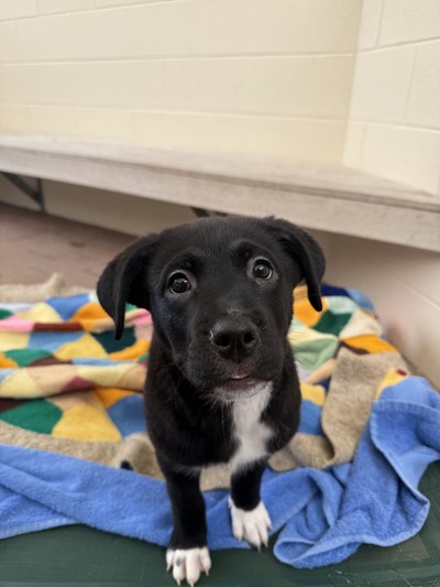 Samantha - Medium Cross Breed