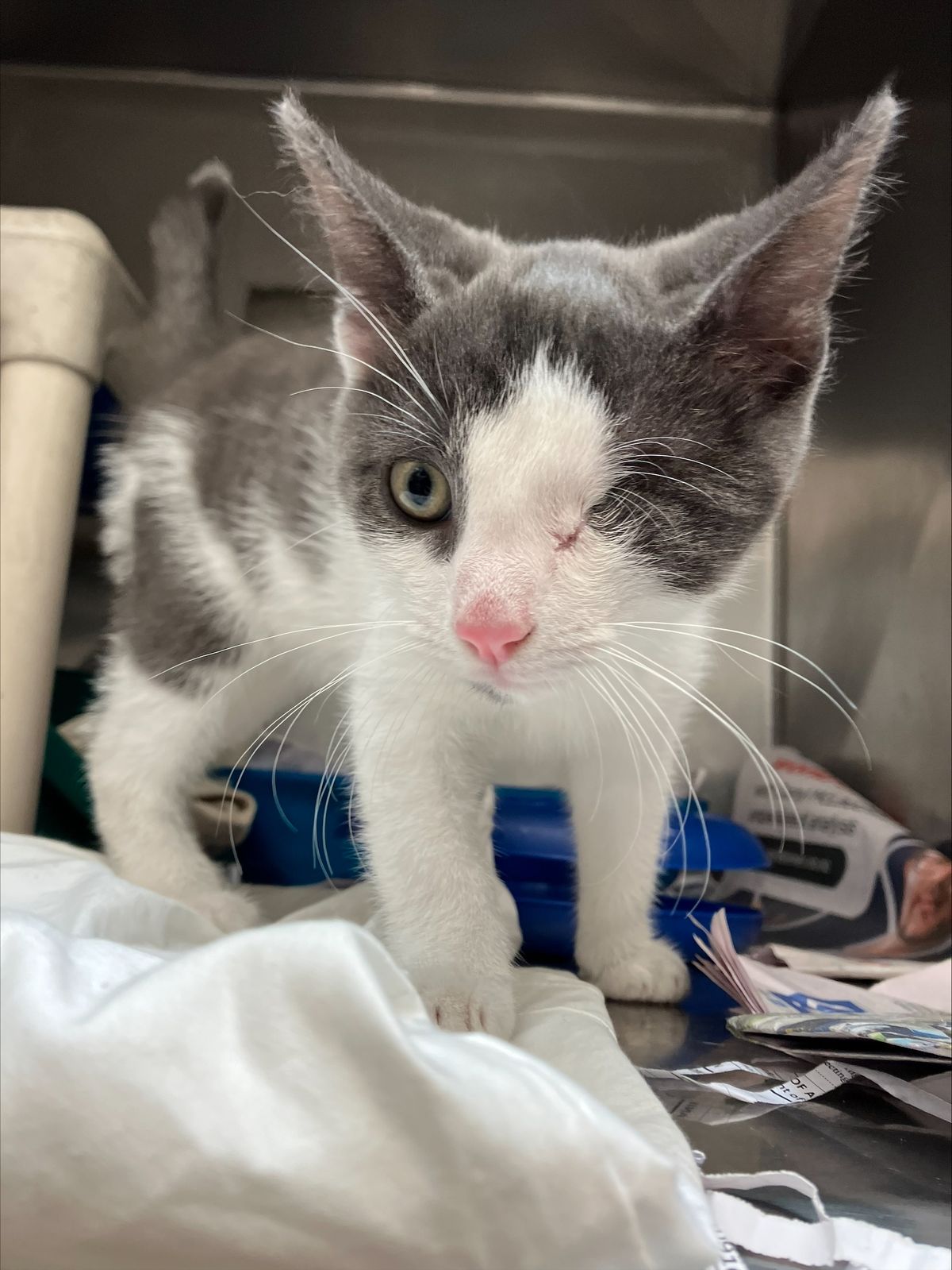 Gallery image: Baba Ganoush