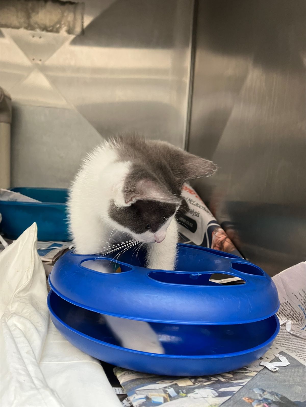 Gallery image: Baba Ganoush