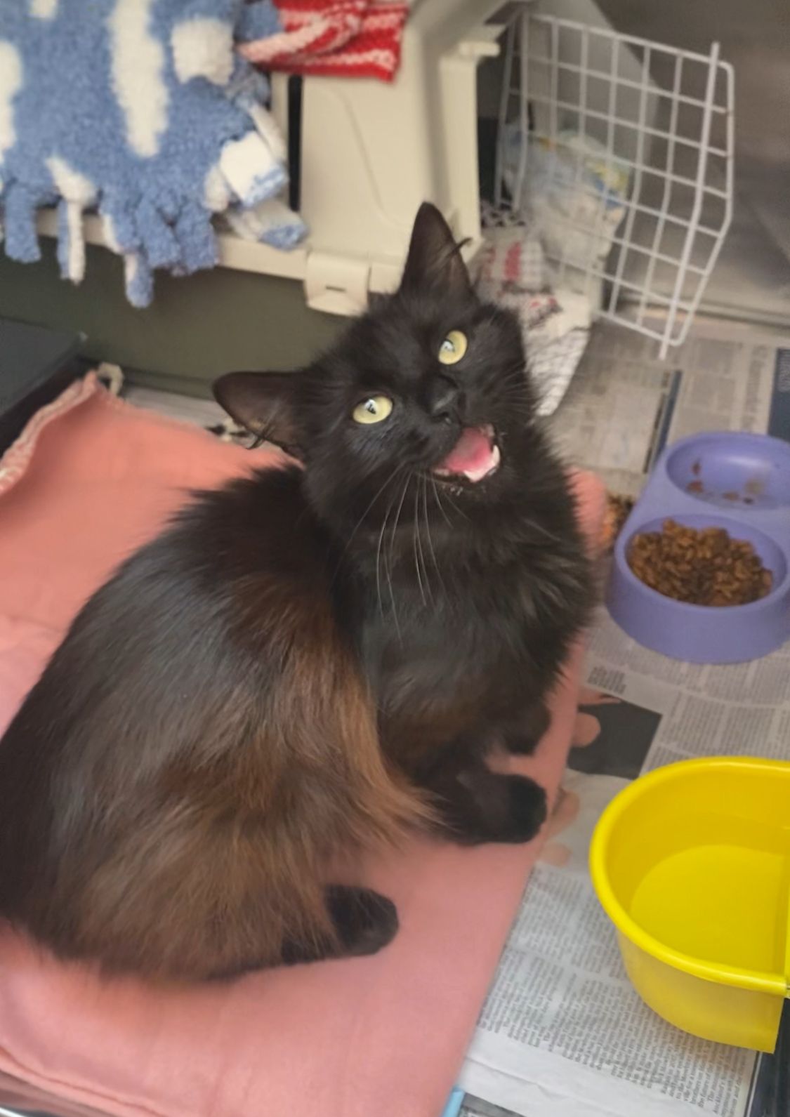 Gallery image: Freya