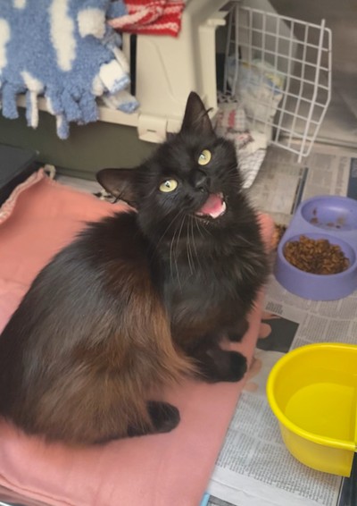 Freya - Domestic Medium Hair