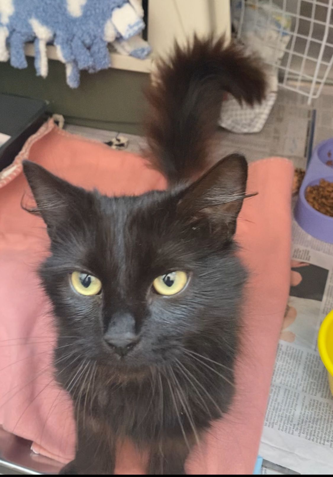 Gallery image: Freya