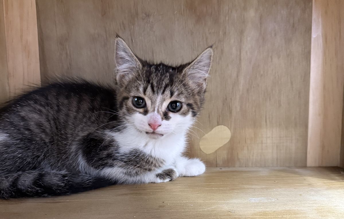 Gallery image: Skittles