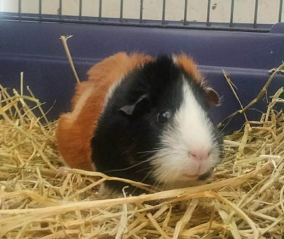 Apricot - Abyssinian