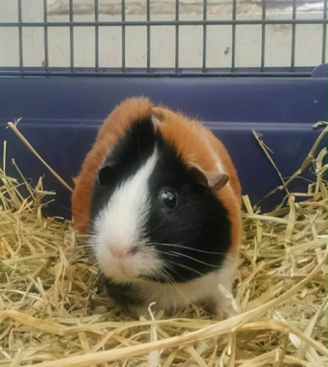 Gallery image: Apricot