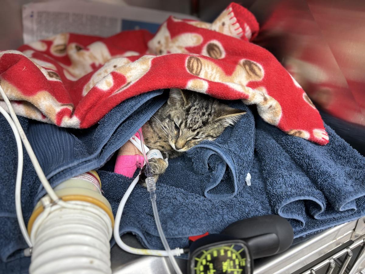 A small tabby kitten recuperates in a special heater inside a vet clinic