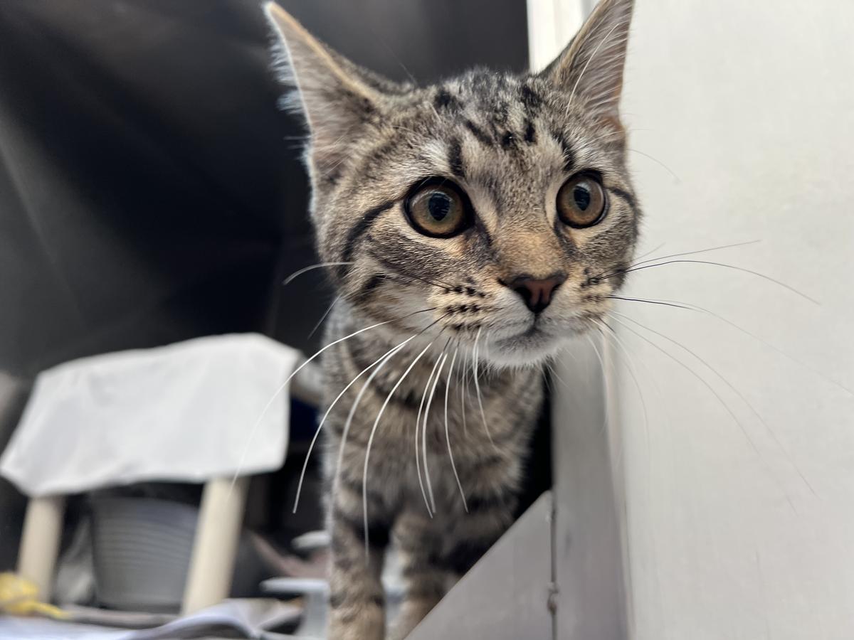 A small tabby kitten with big eyes has her head poking out of her cage