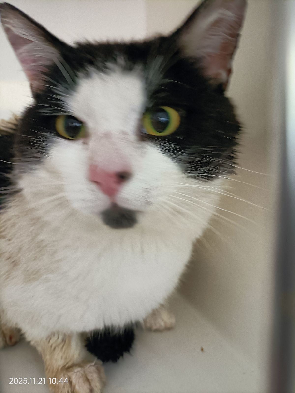 Gallery image: Henry