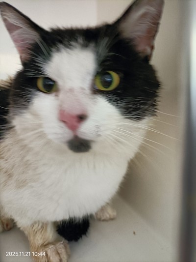 Henry - Domestic Short Hair