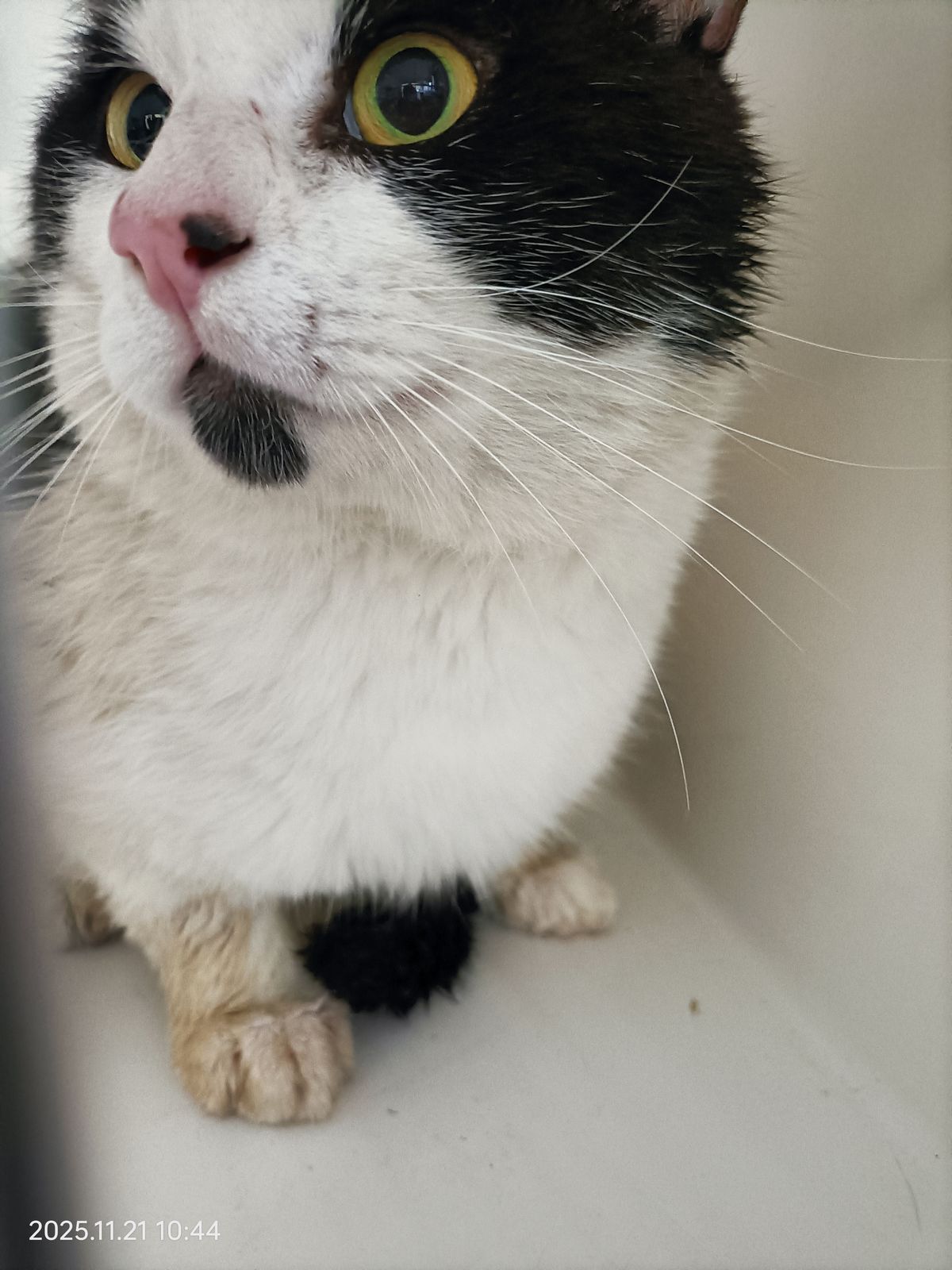 Gallery image: Henry