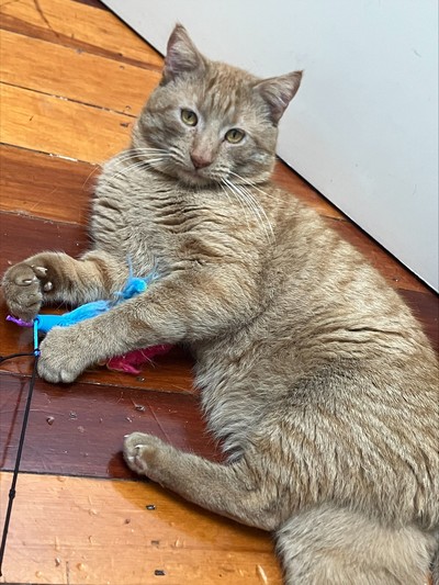 Ludo - Domestic Short Hair