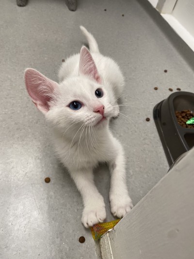 Olaf - Domestic Short Hair