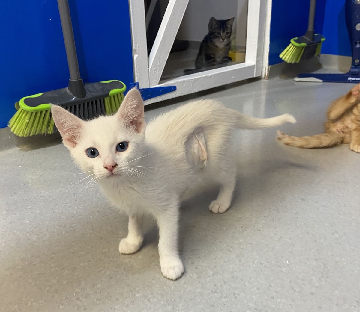 Gallery image: Snowflake