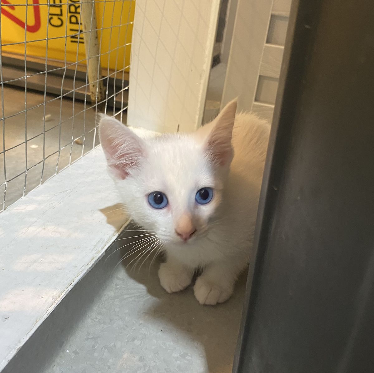 Gallery image: Snowflake