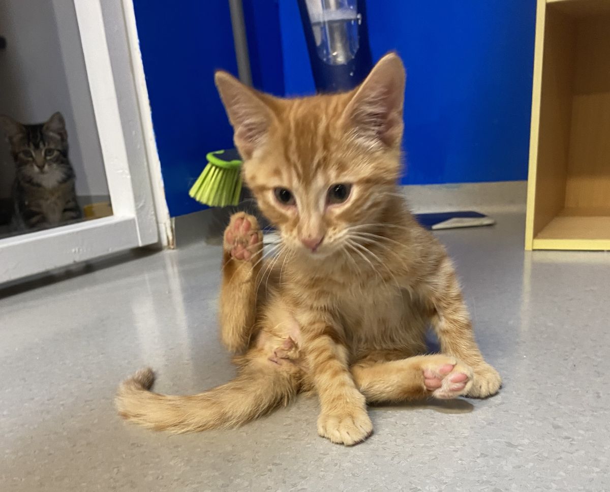 Gallery image: Marmalade