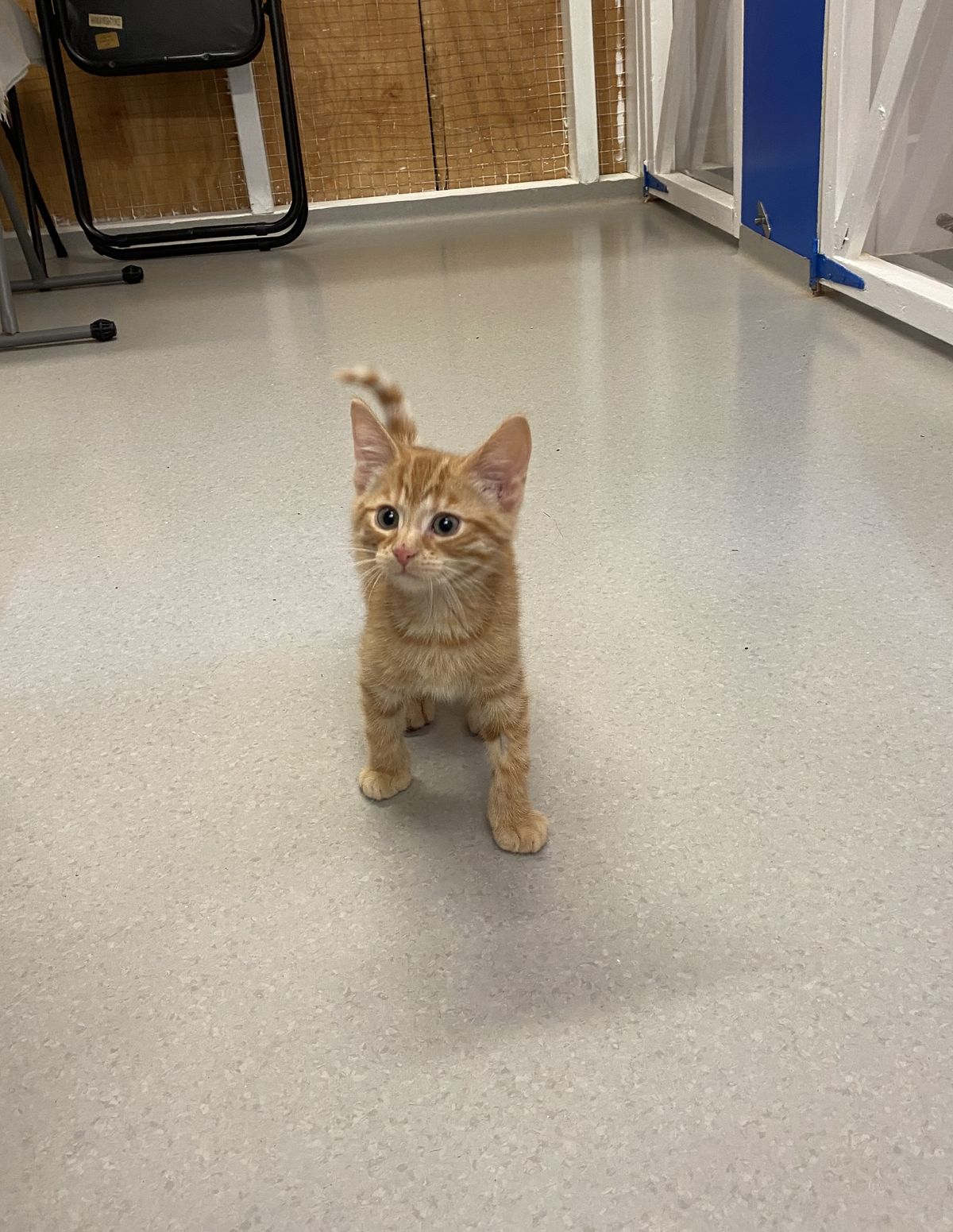 Gallery image: Marmalade