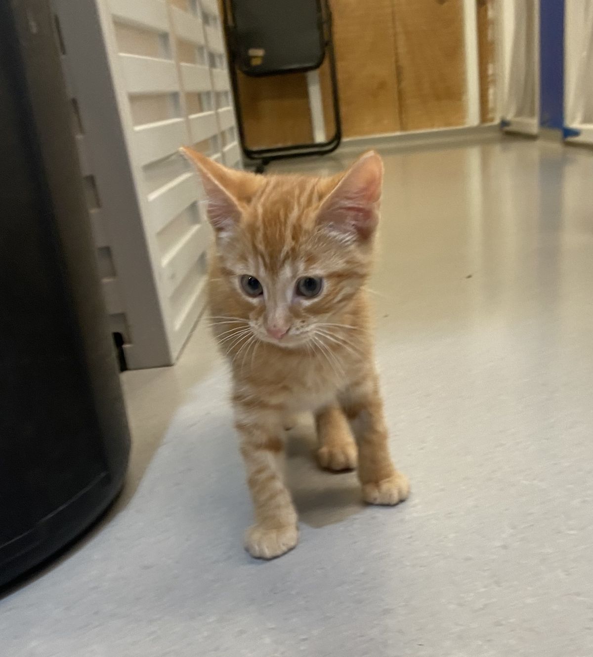 Gallery image: Marmalade