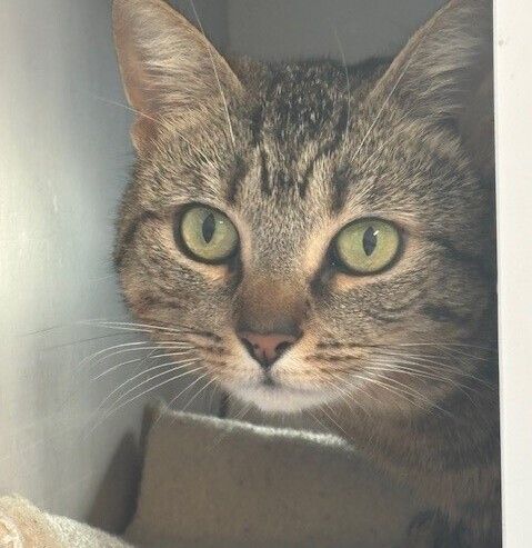 Gallery image: Stevie Nicks