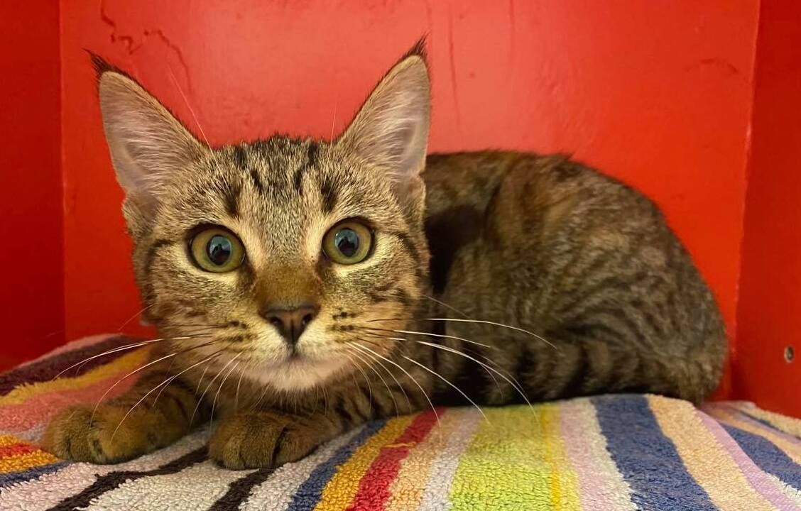 Gallery image: Stevie Nicks