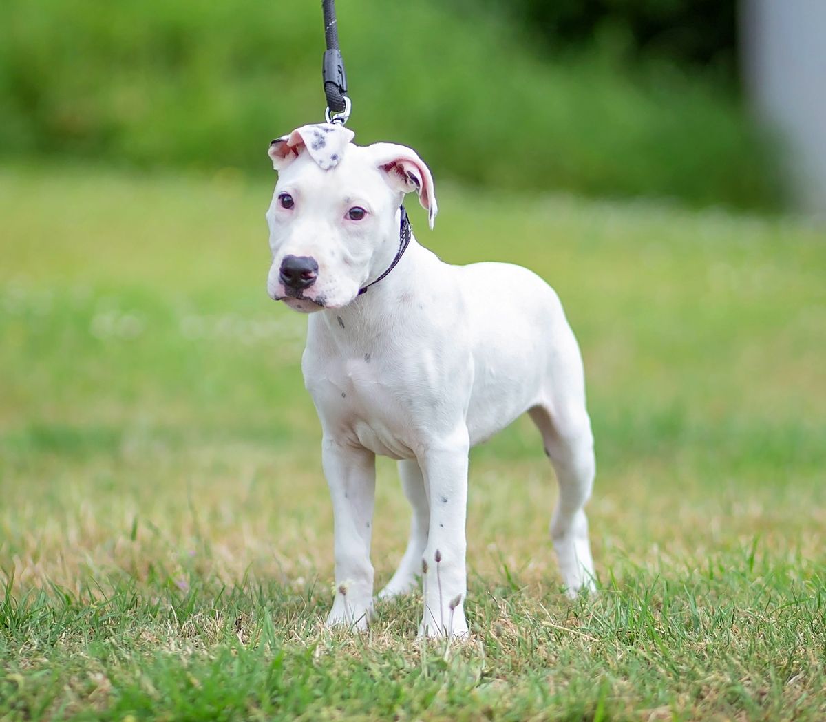 Gallery image: Benji