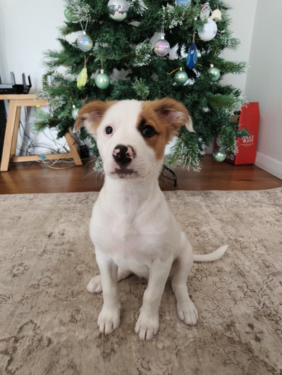 Gidget - Fox Terrier