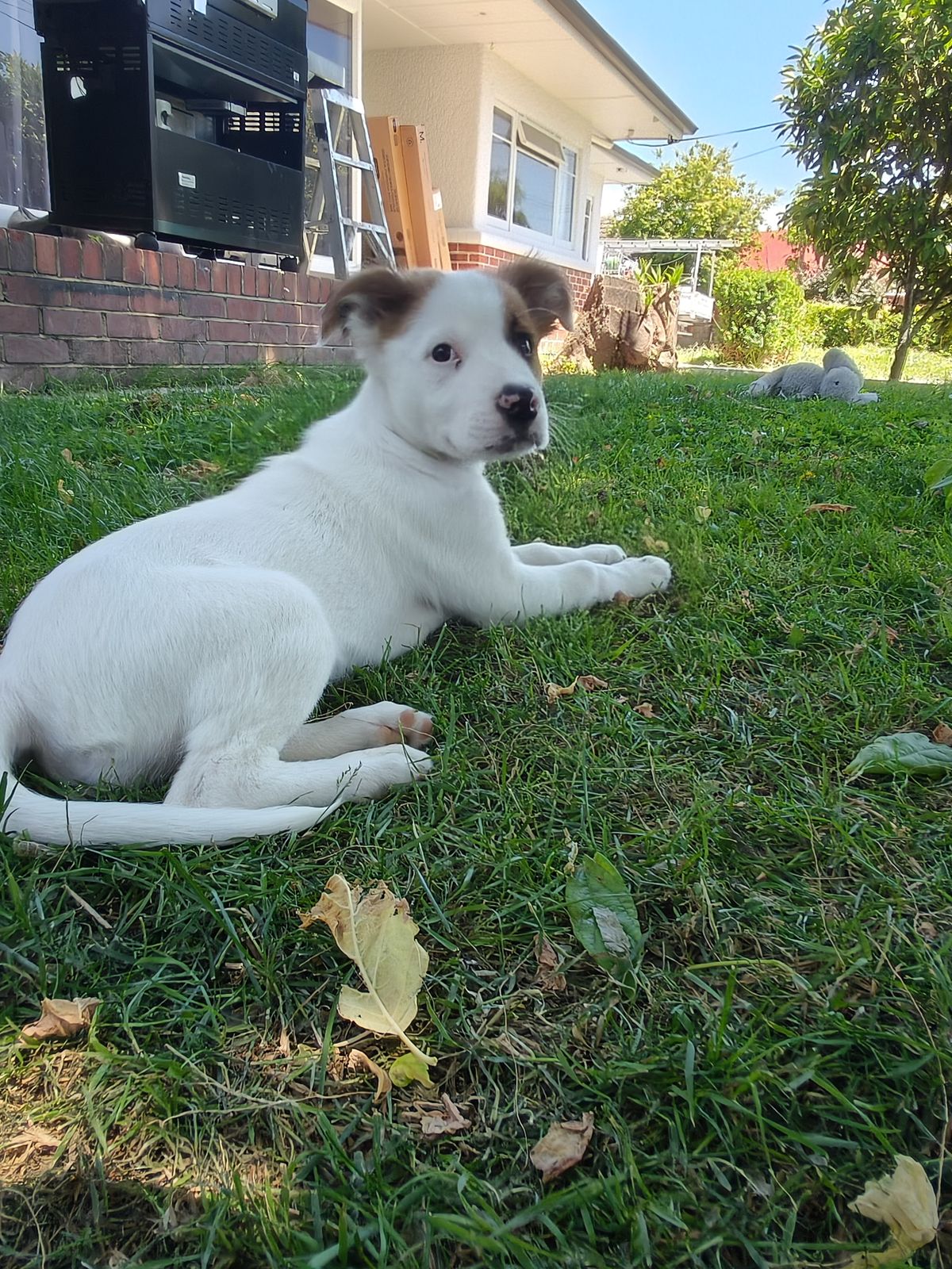 Gallery image: Gidget