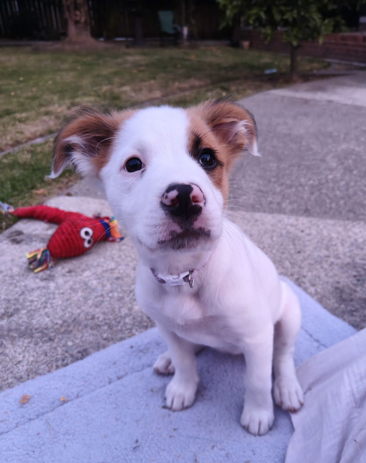 Gallery image: Gidget