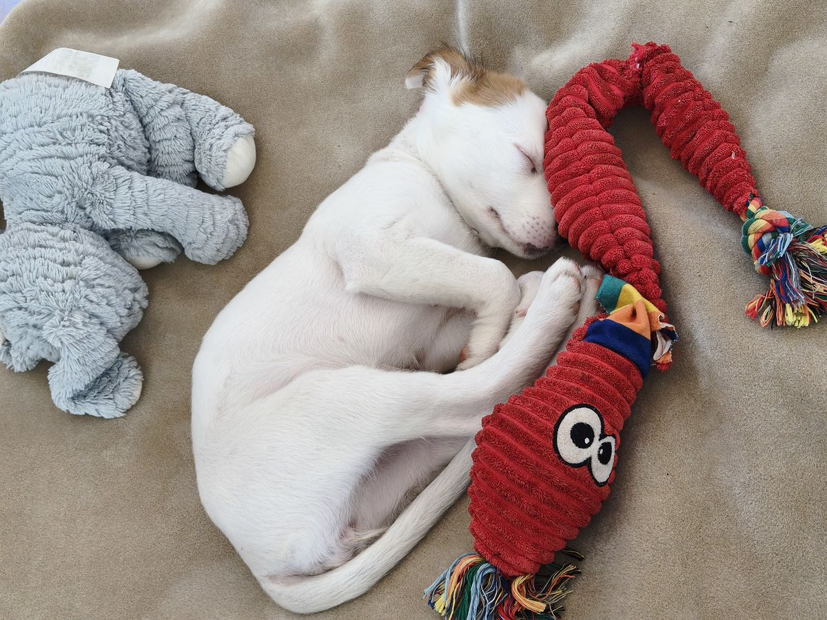 Gallery image: Gidget