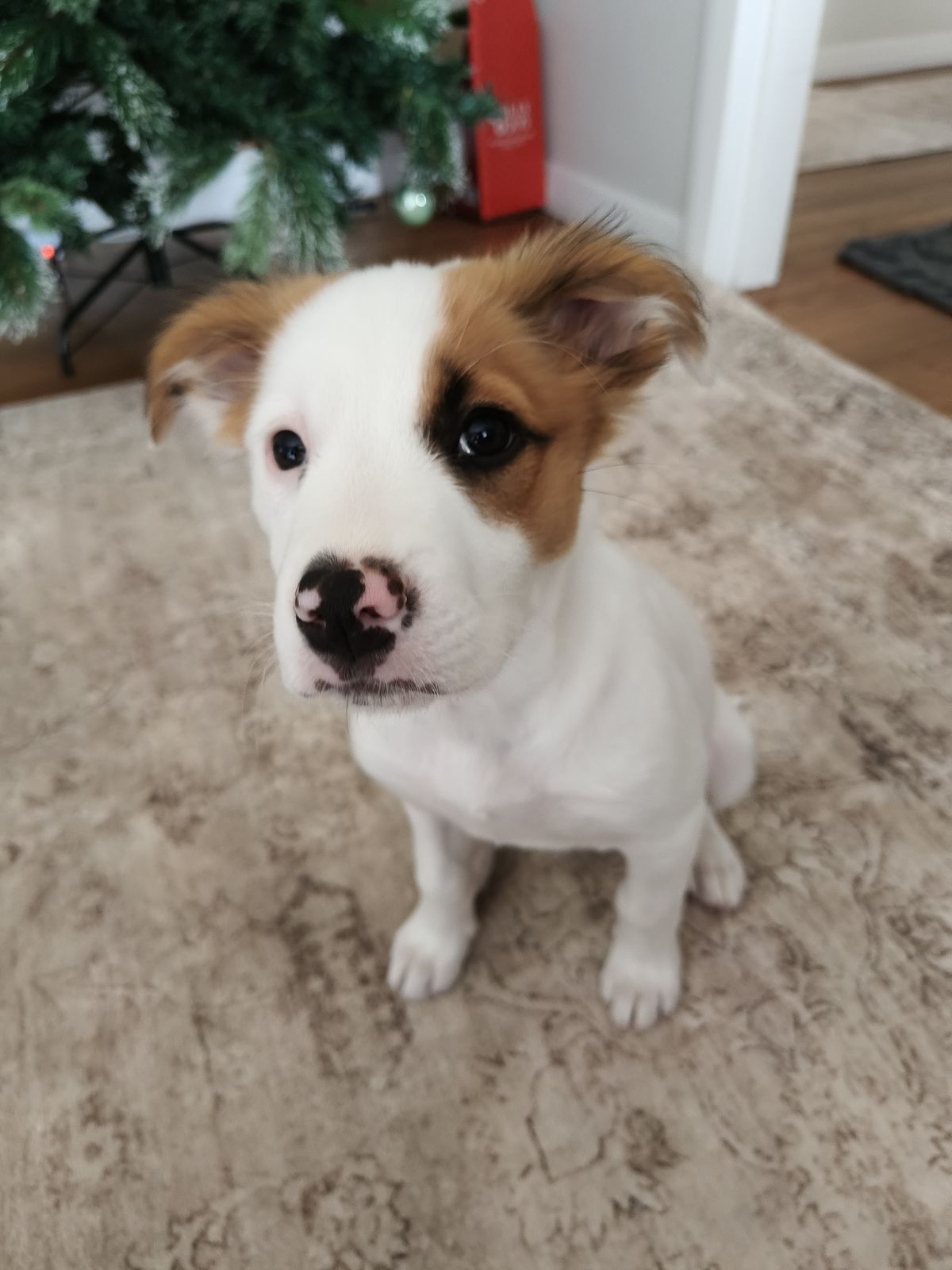 Gallery image: Gidget