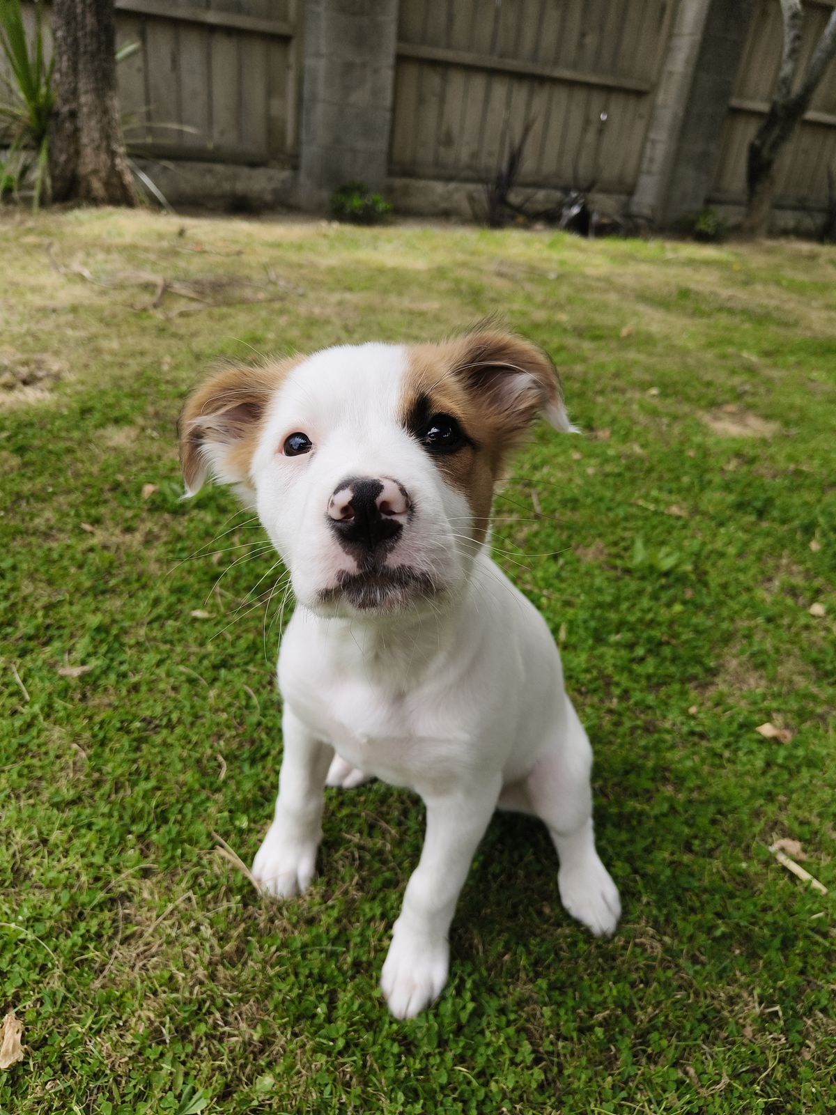 Gallery image: Gidget