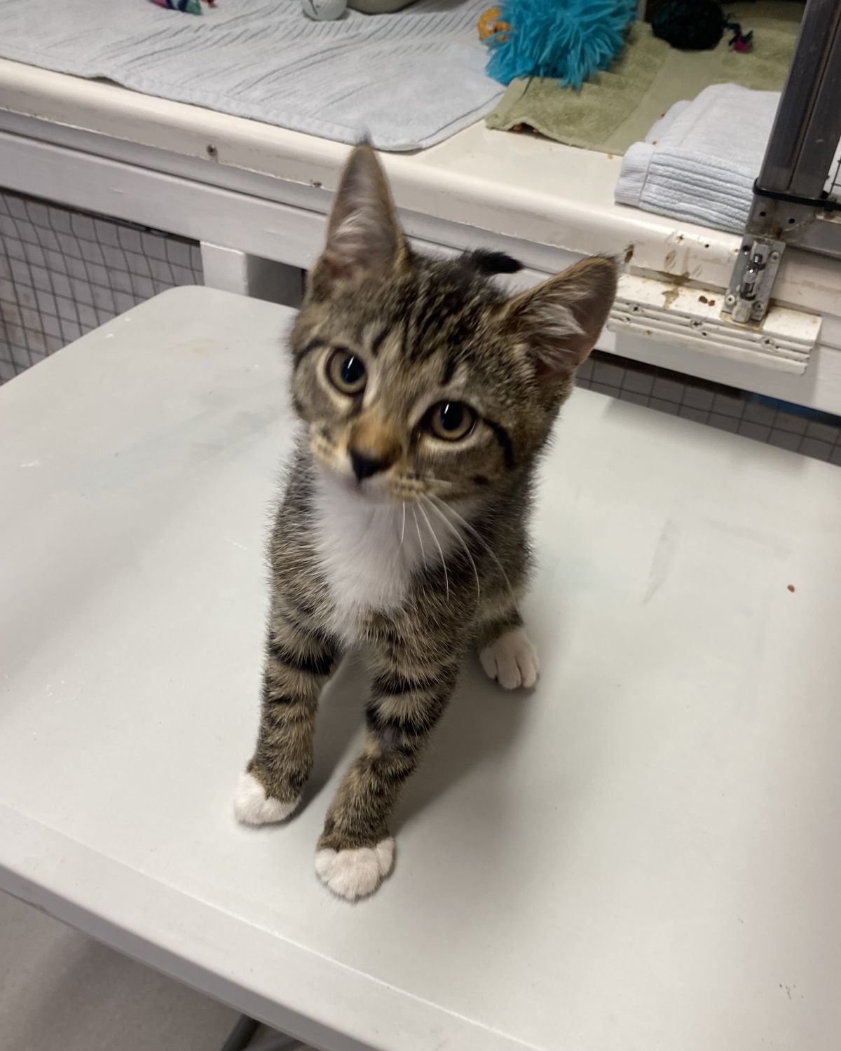 Gallery image: Percy