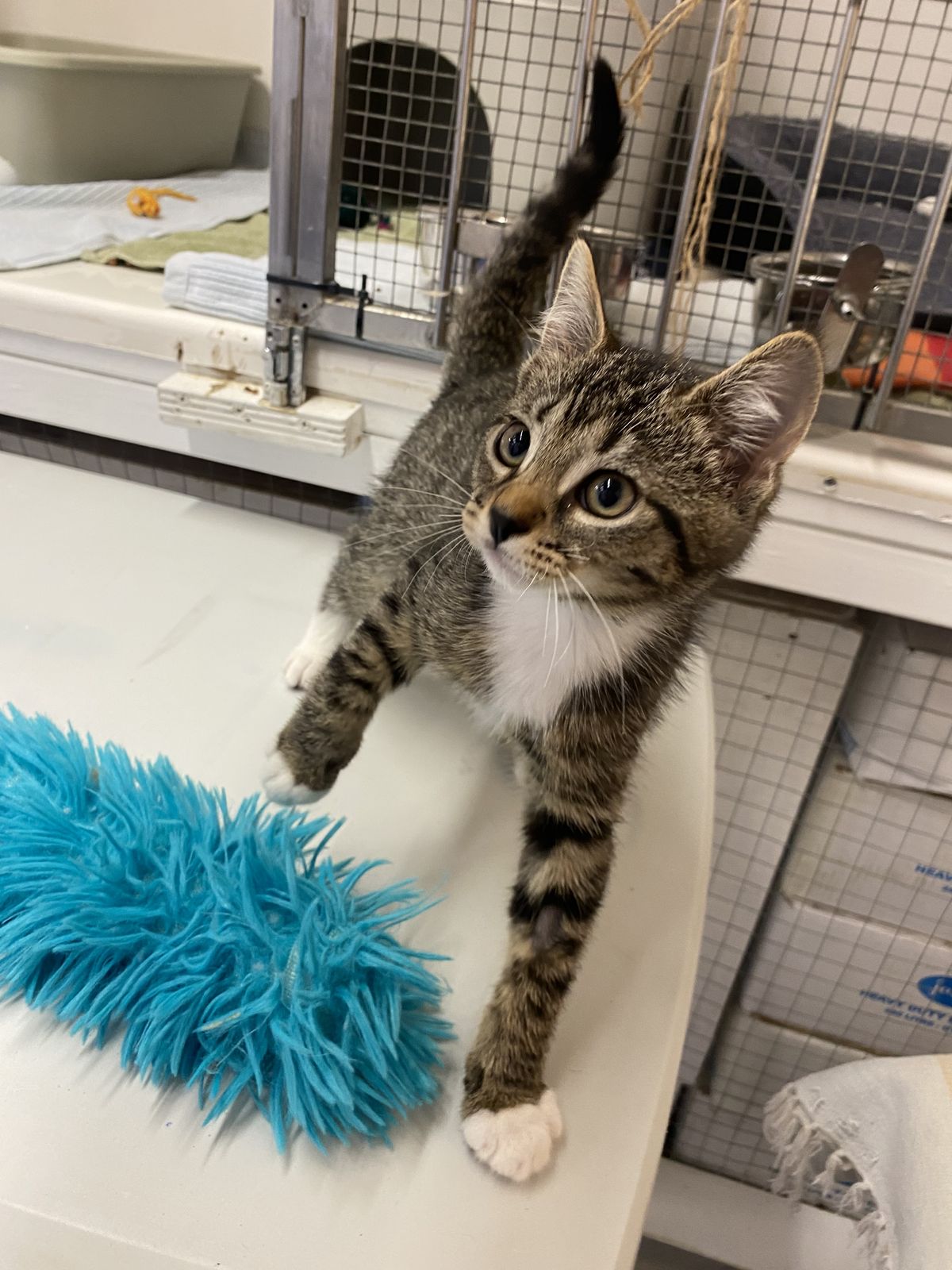 Gallery image: Percy