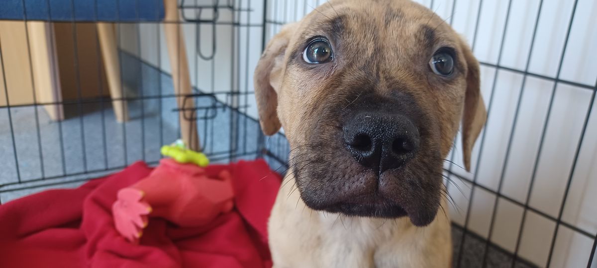 Gallery image: Dillon