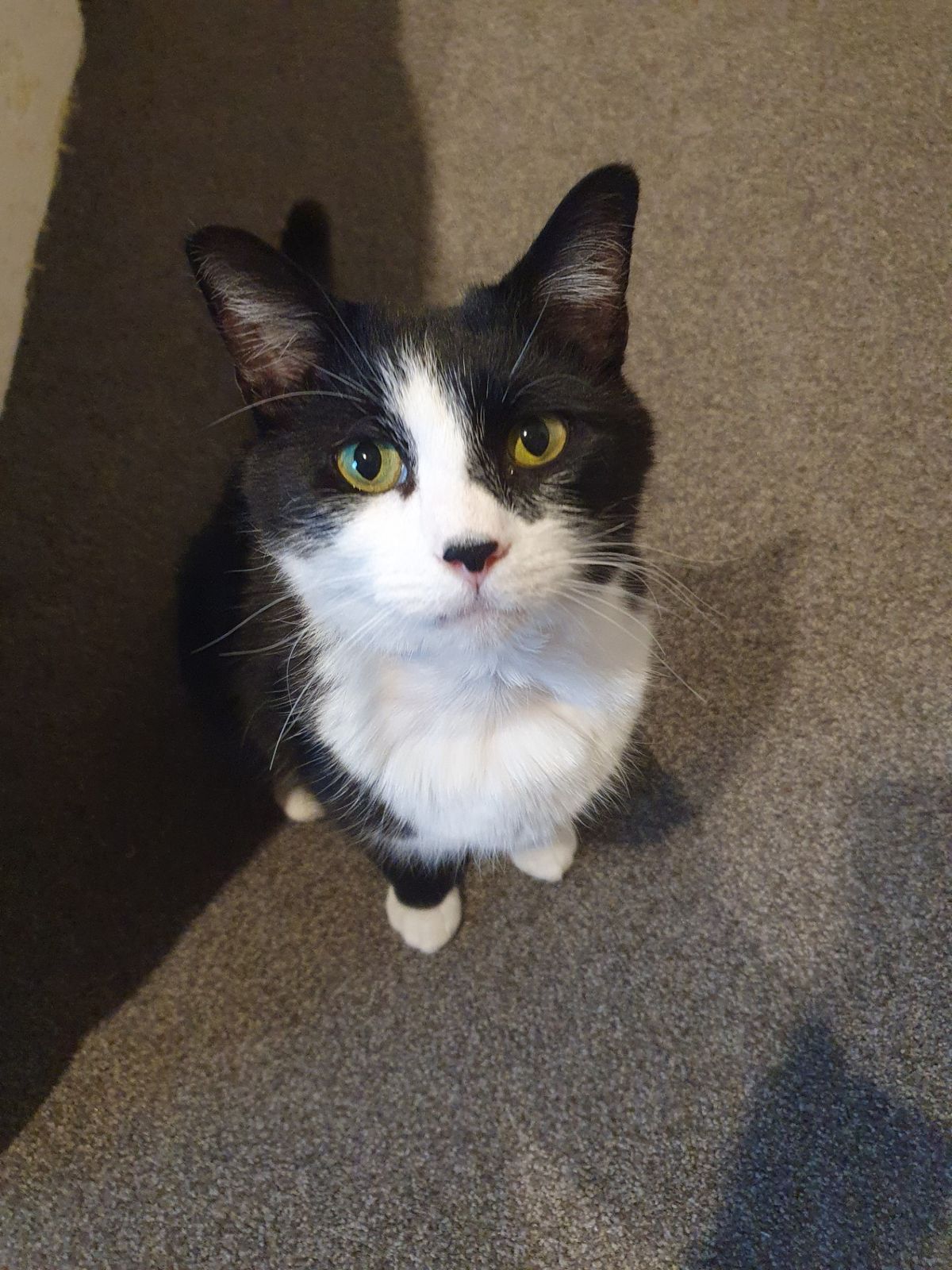 Gallery image: Gustopher