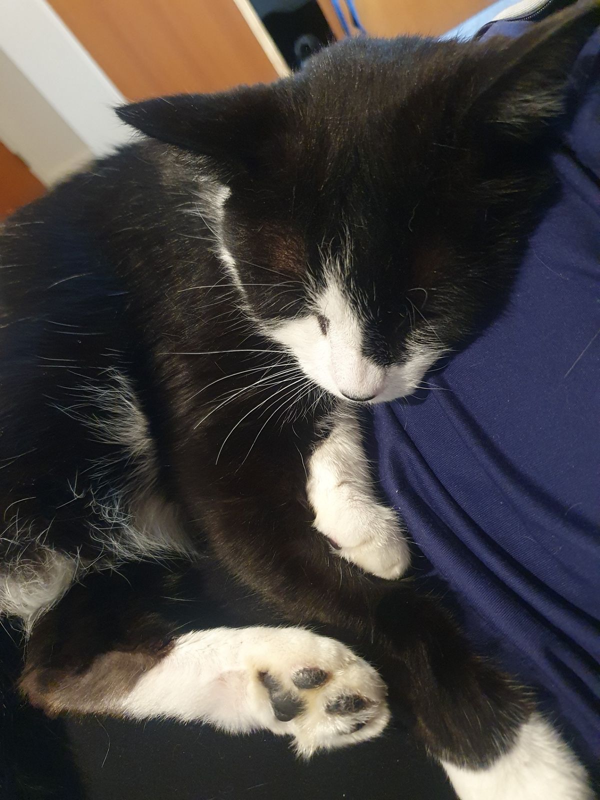 Gallery image: Gustopher