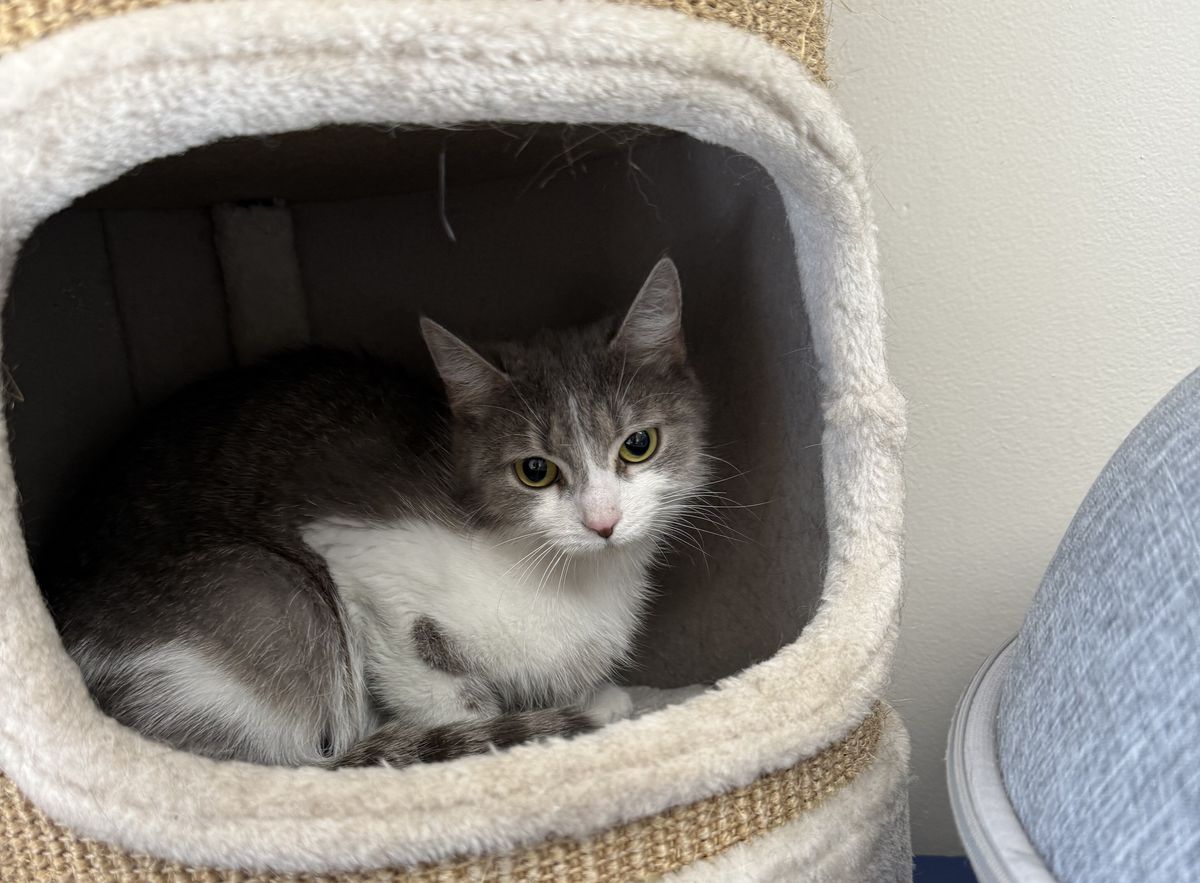 Gallery image: Silver