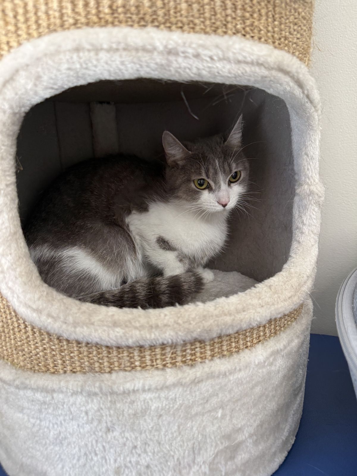 Gallery image: Silver