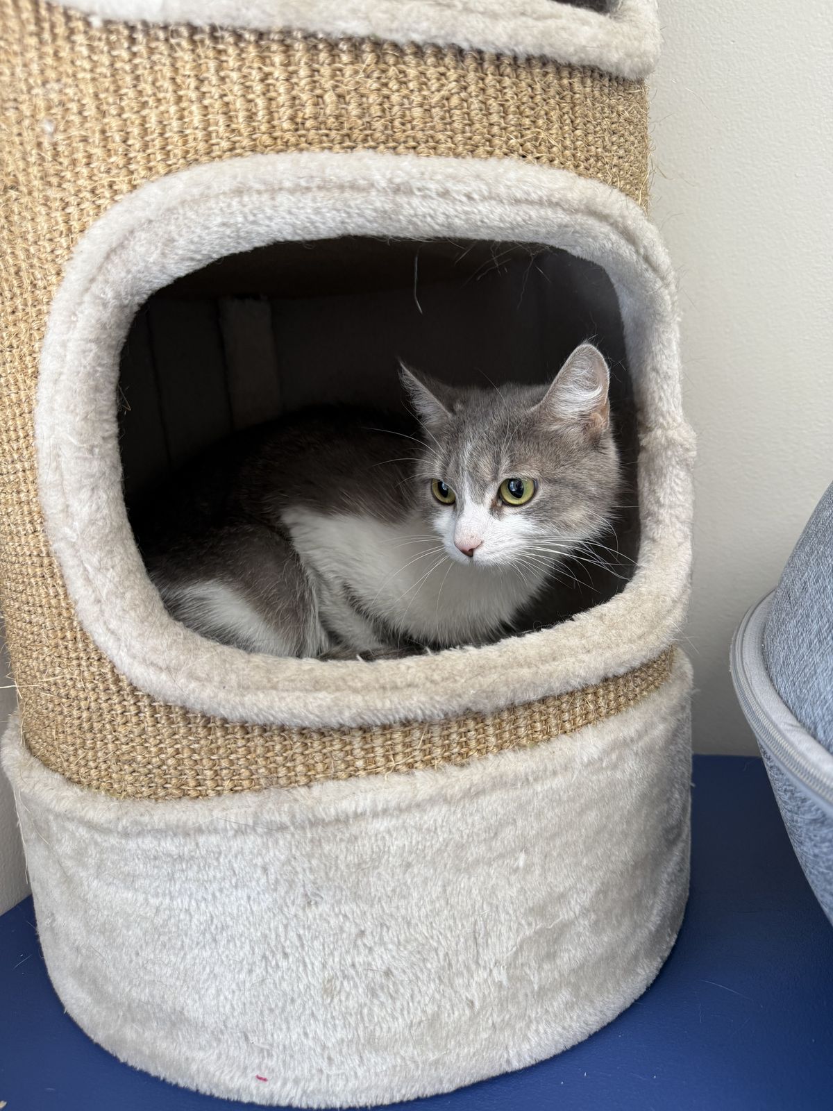 Gallery image: Silver