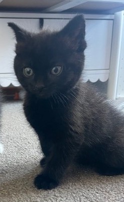 Coco - Domestic Short Hair