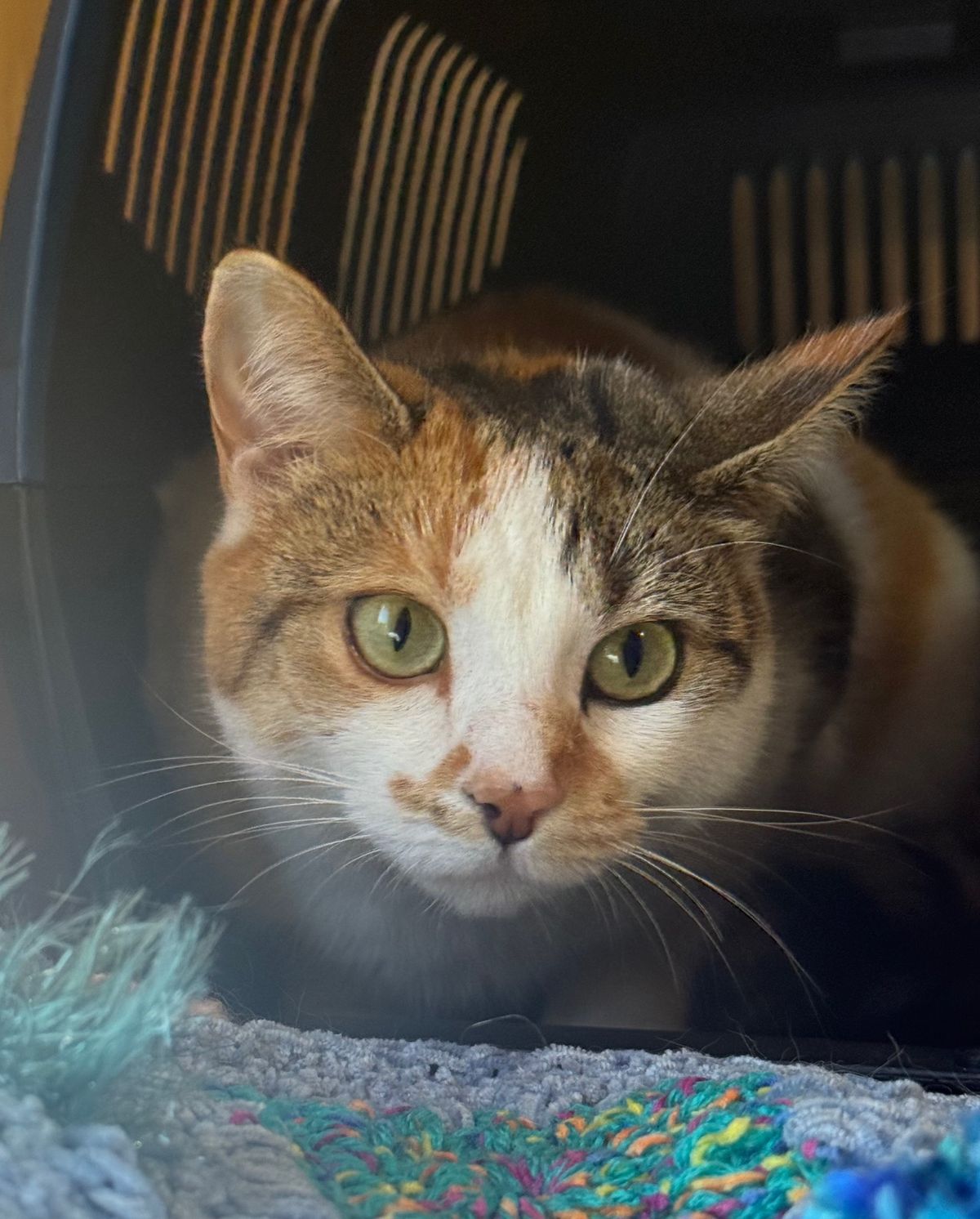 Gallery image: Delilah