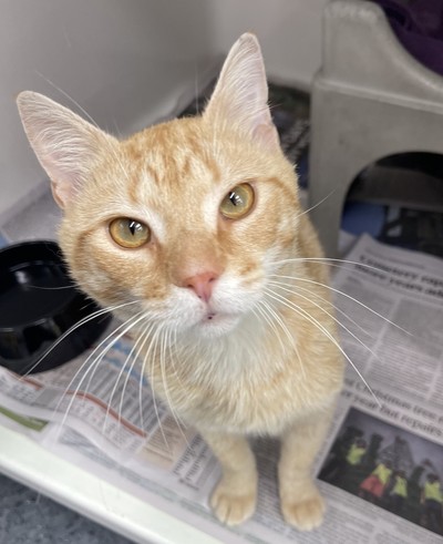 Theo - Domestic Short Hair